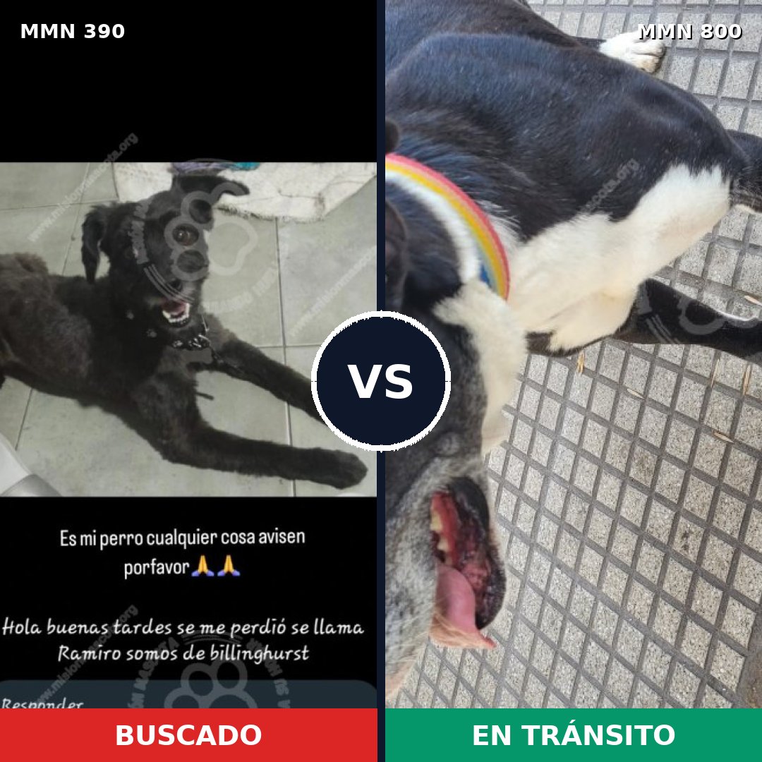 Comparativa MMS 12934: mascota perdida y mascota encontrada, 49% de similitud