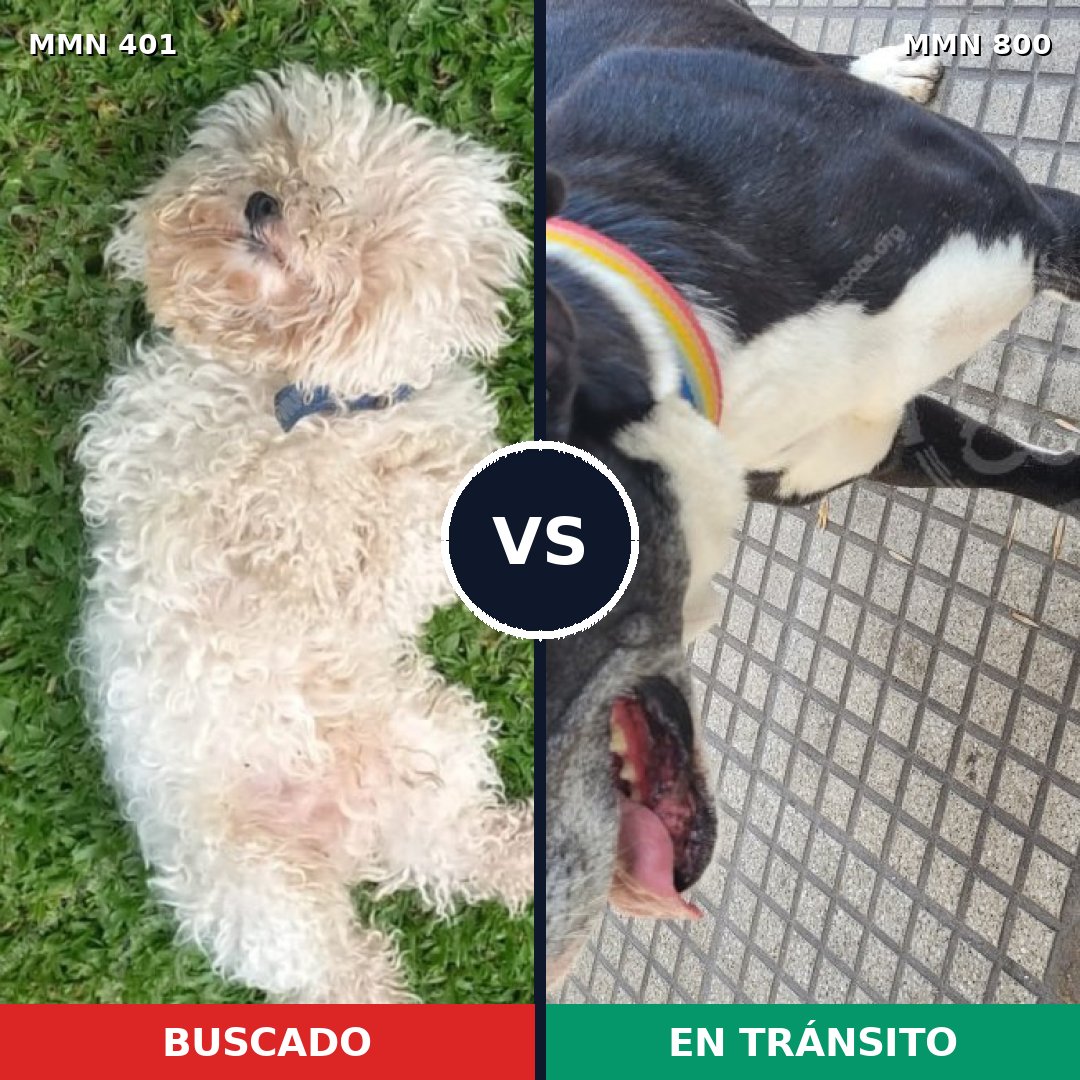 Comparativa MMS 12935: mascota perdida y mascota encontrada, 24% de similitud