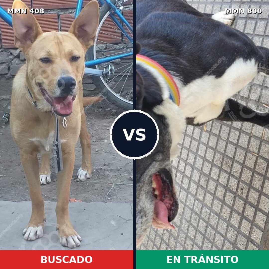 Comparativa MMS 12936: mascota perdida y mascota encontrada, 69% de similitud