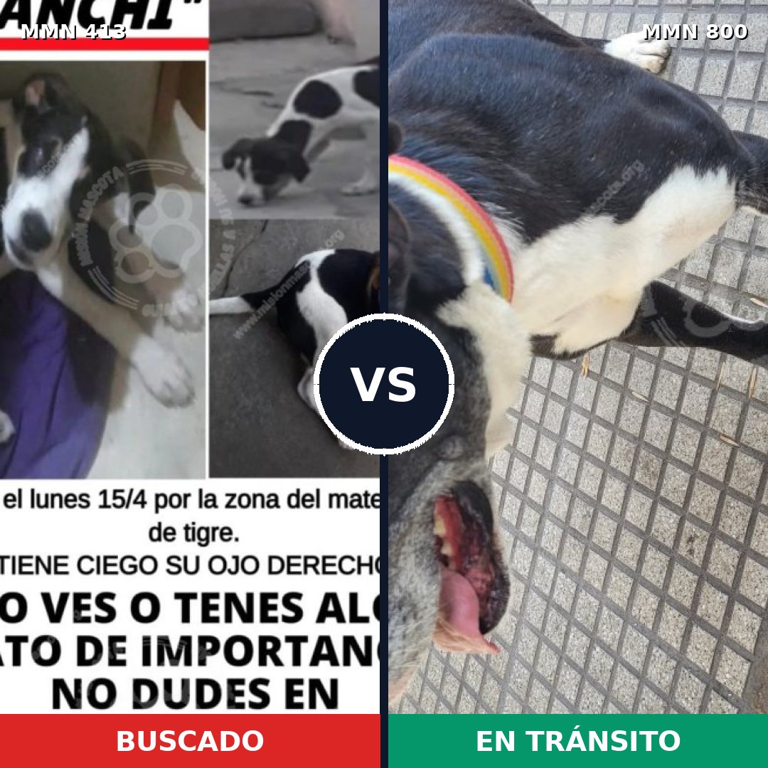 Comparativa MMS 12937: mascota perdida y mascota encontrada, 43% de similitud