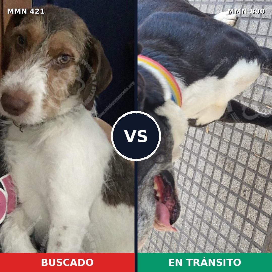 Comparativa MMS 12938: mascota perdida y mascota encontrada, 35% de similitud