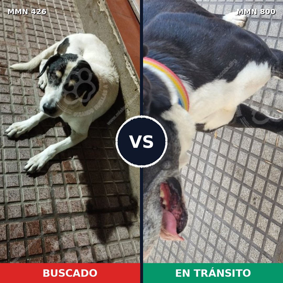 Comparativa MMS 12940: mascota perdida y mascota encontrada, 43% de similitud