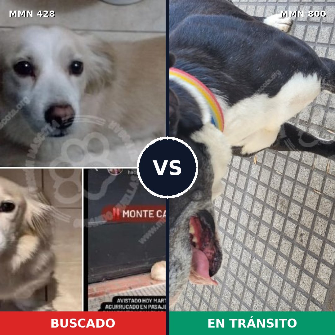 Comparativa MMS 12941: mascota perdida y mascota encontrada, 36% de similitud
