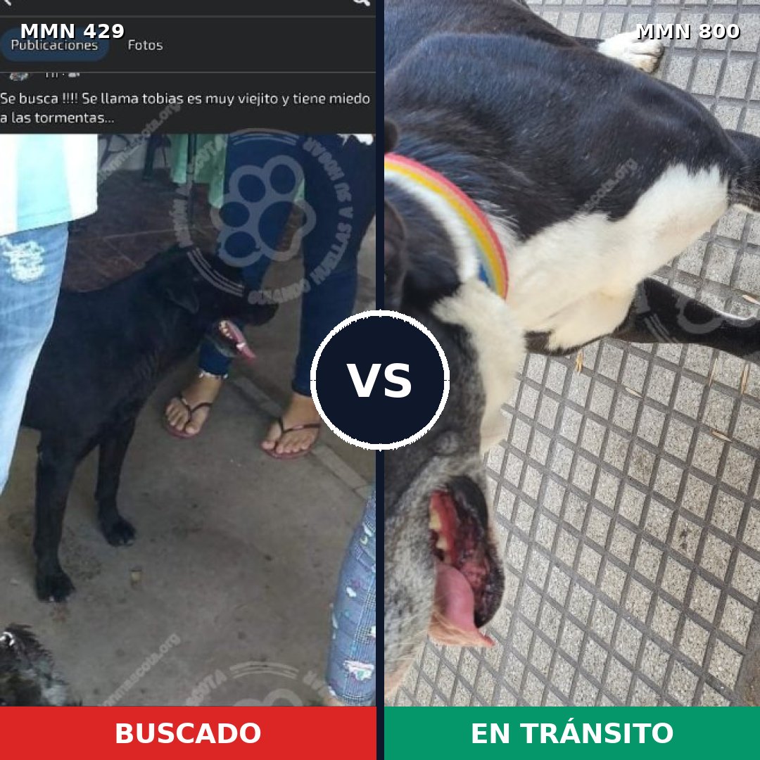 Comparativa MMS 12942: mascota perdida y mascota encontrada, 36% de similitud