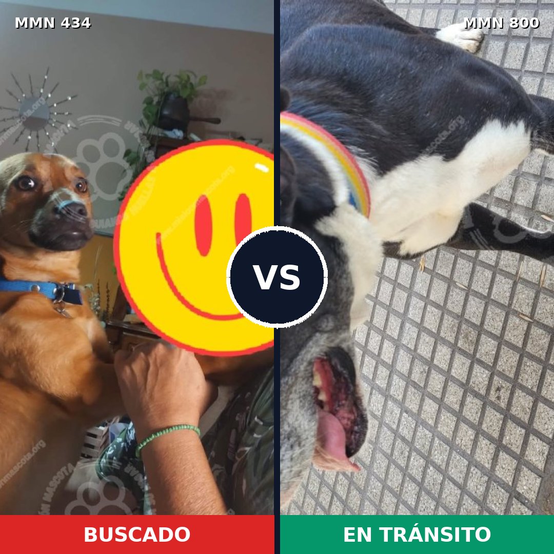 Comparativa MMS 12943: mascota perdida y mascota encontrada, 38% de similitud