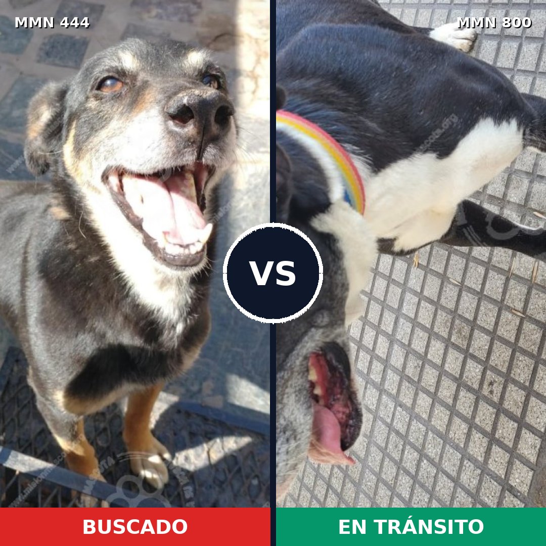 Comparativa MMS 12944: mascota perdida y mascota encontrada, 48% de similitud