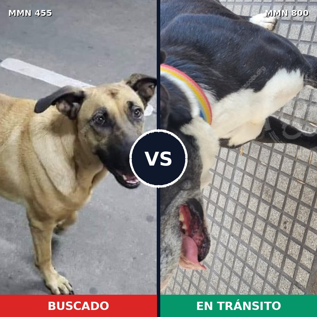 Comparativa MMS 12945: mascota perdida y mascota encontrada, 25% de similitud