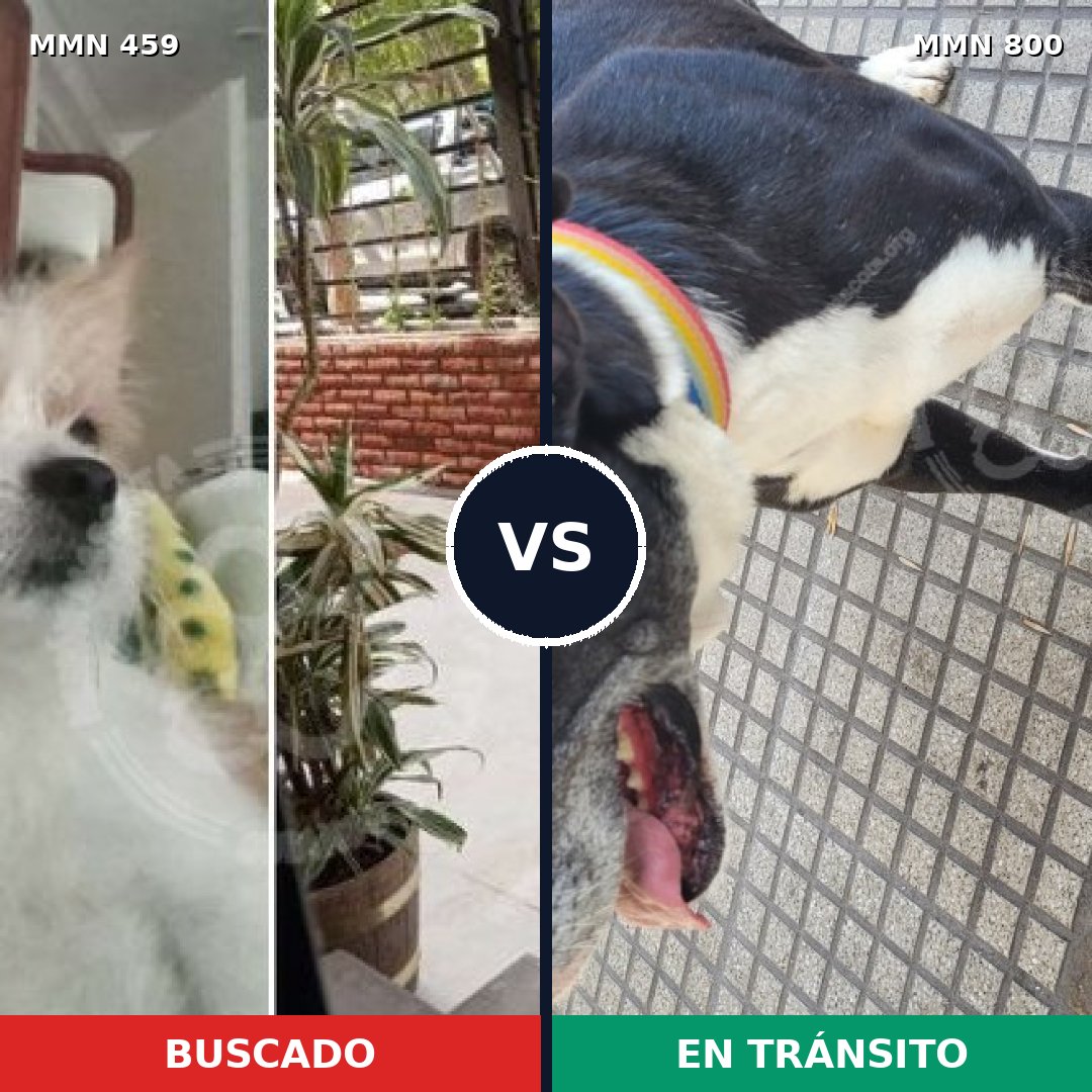 Comparativa MMS 12947: mascota perdida y mascota encontrada, 36% de similitud