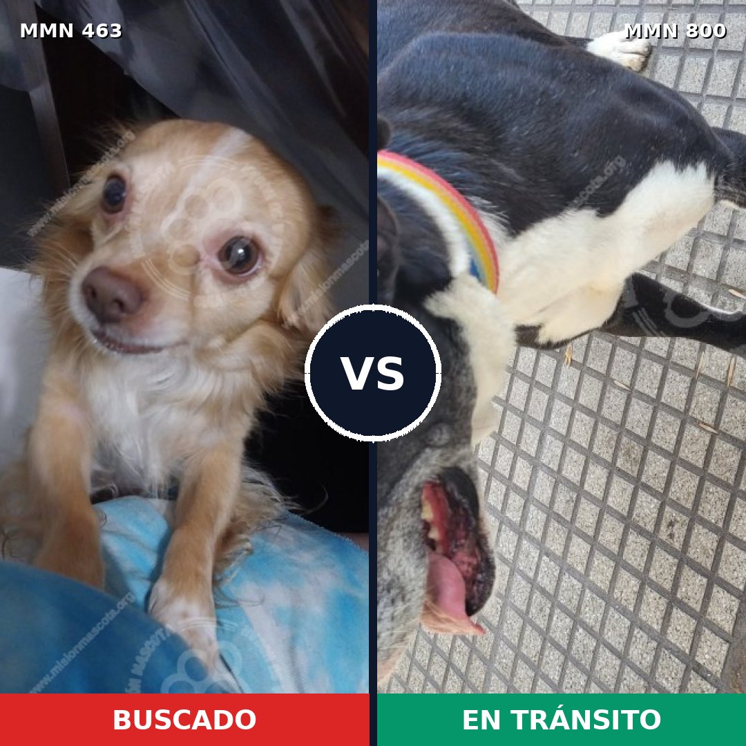 Comparativa MMS 12948: mascota perdida y mascota encontrada, 33% de similitud