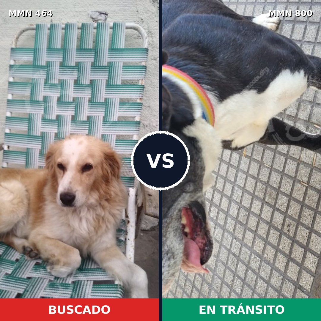 Comparativa MMS 12949: mascota perdida y mascota encontrada, 23% de similitud