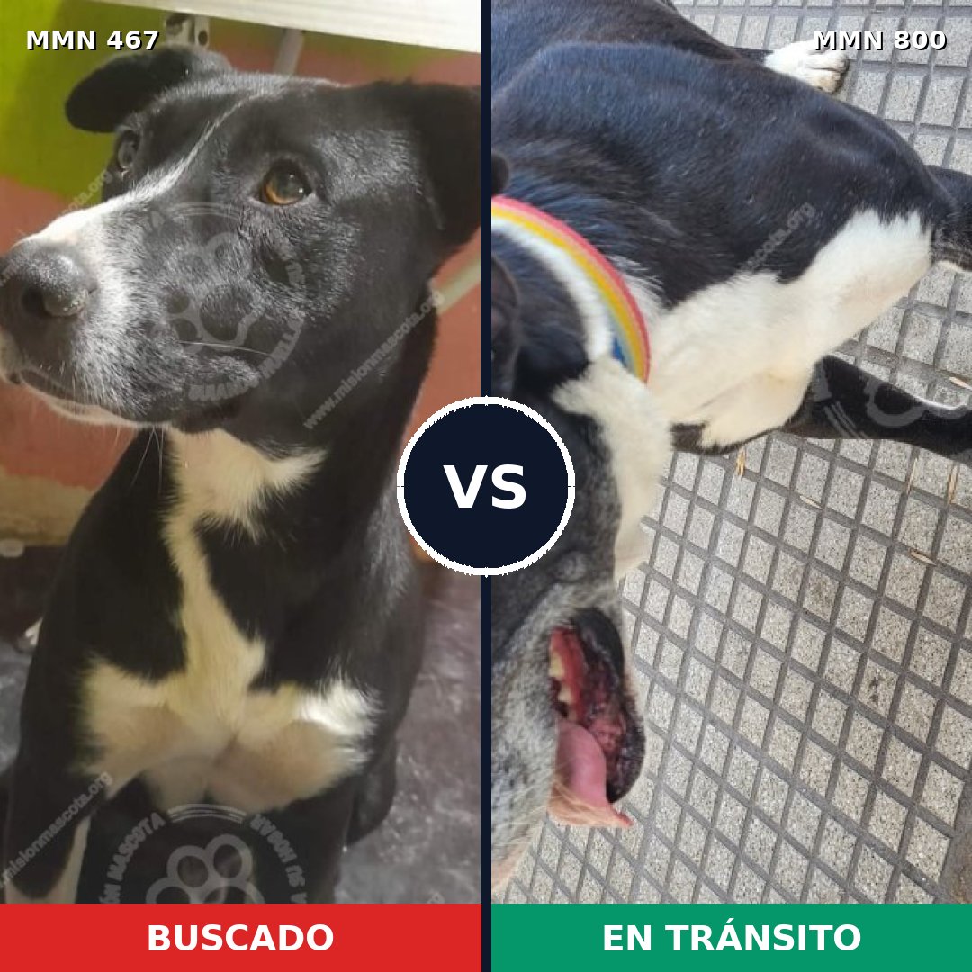 Comparativa MMS 12950: mascota perdida y mascota encontrada, 52% de similitud