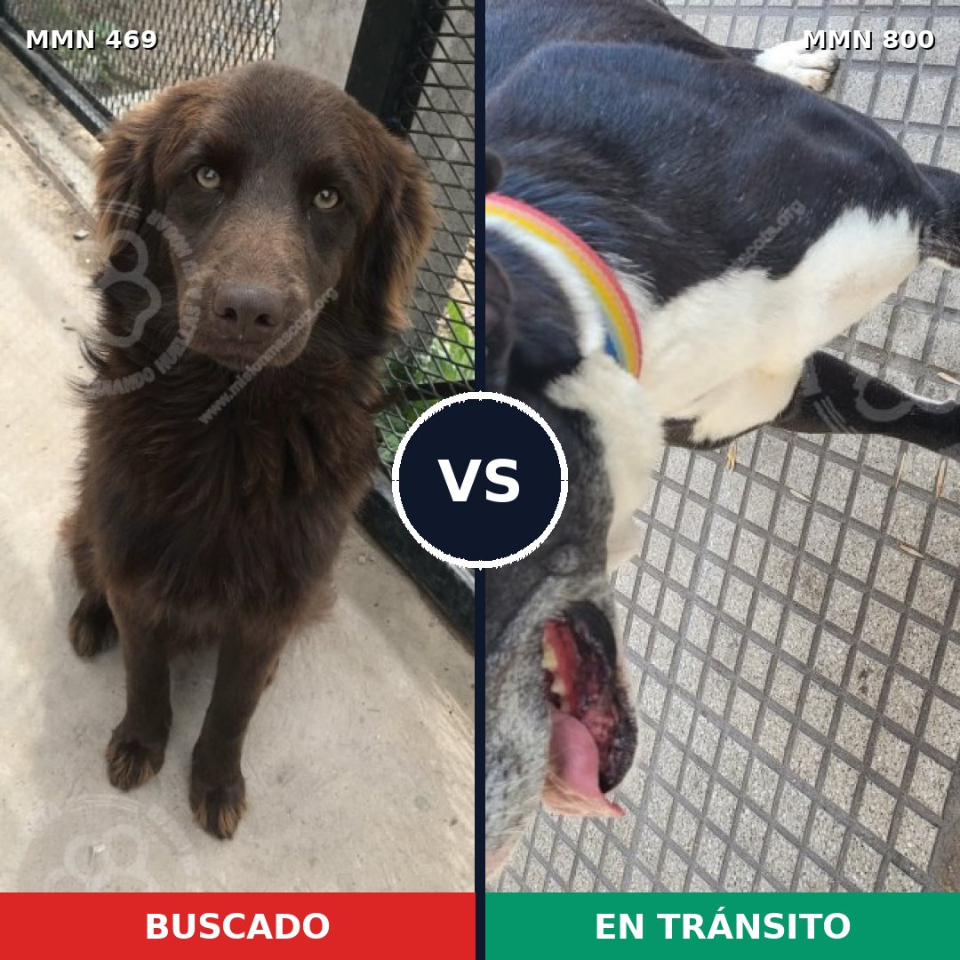 Comparativa MMS 12951: mascota perdida y mascota encontrada, 30% de similitud