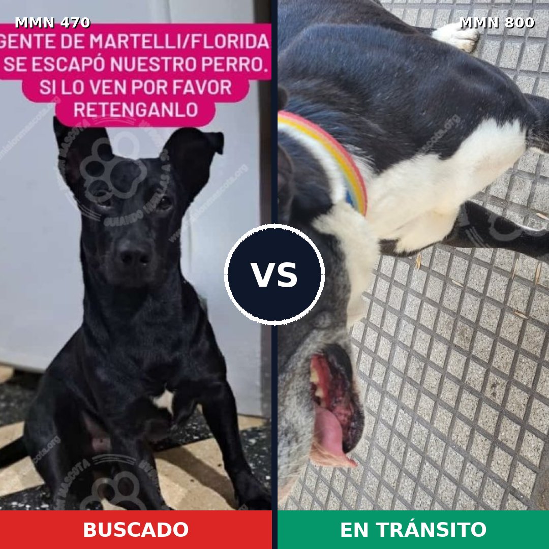 Comparativa MMS 12952: mascota perdida y mascota encontrada, 52% de similitud
