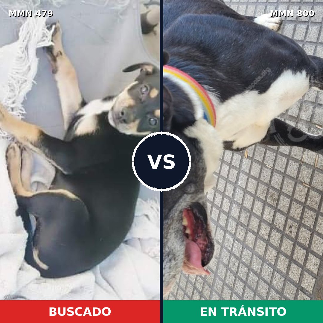Comparativa MMS 12953: mascota perdida y mascota encontrada, 33% de similitud