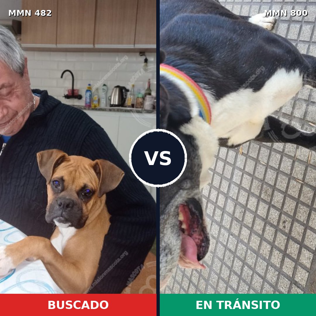 Comparativa MMS 12956: mascota perdida y mascota encontrada, 59% de similitud