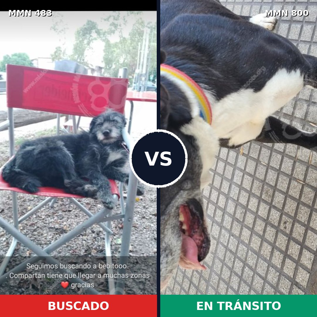 Comparativa MMS 12957: mascota perdida y mascota encontrada, 48% de similitud