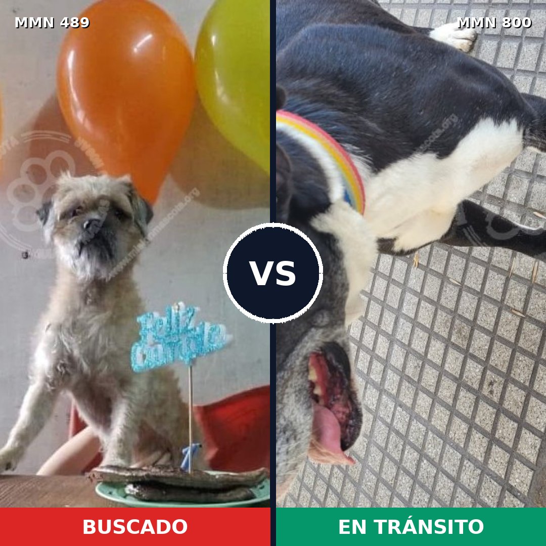 Comparativa MMS 12958: mascota perdida y mascota encontrada, 25% de similitud