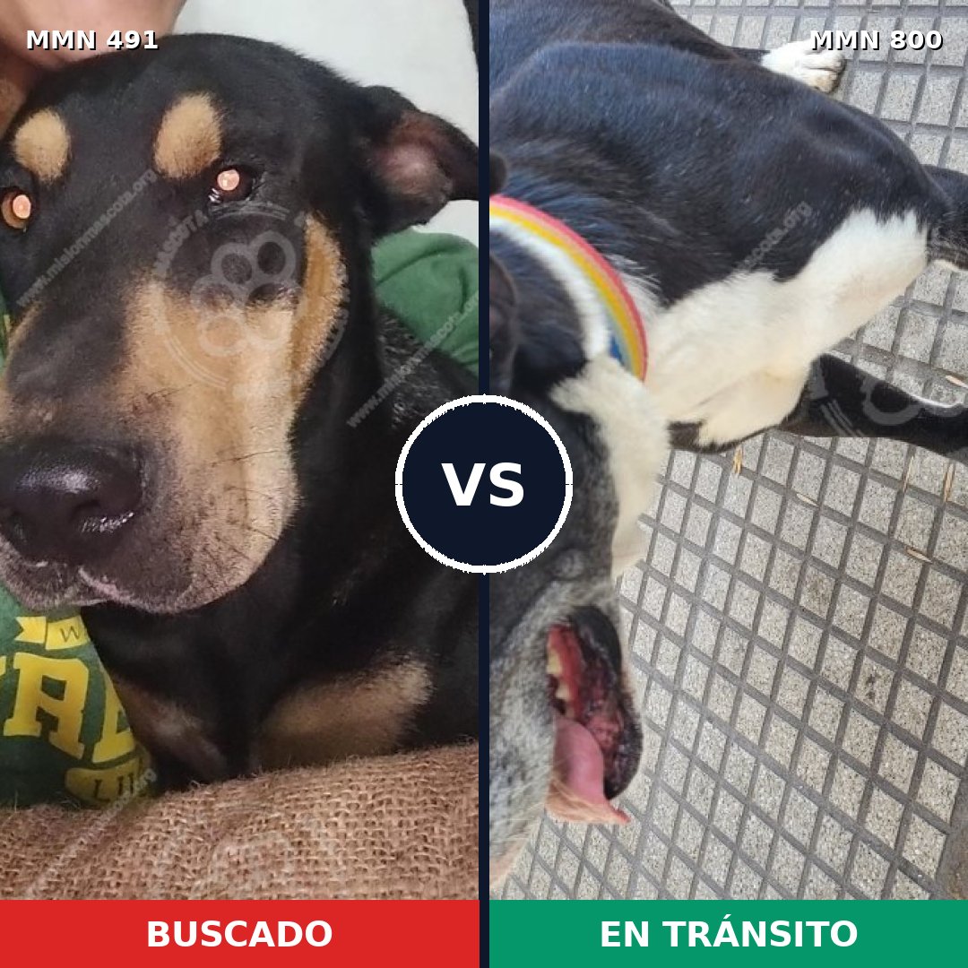 Comparativa MMS 12959: mascota perdida y mascota encontrada, 69% de similitud
