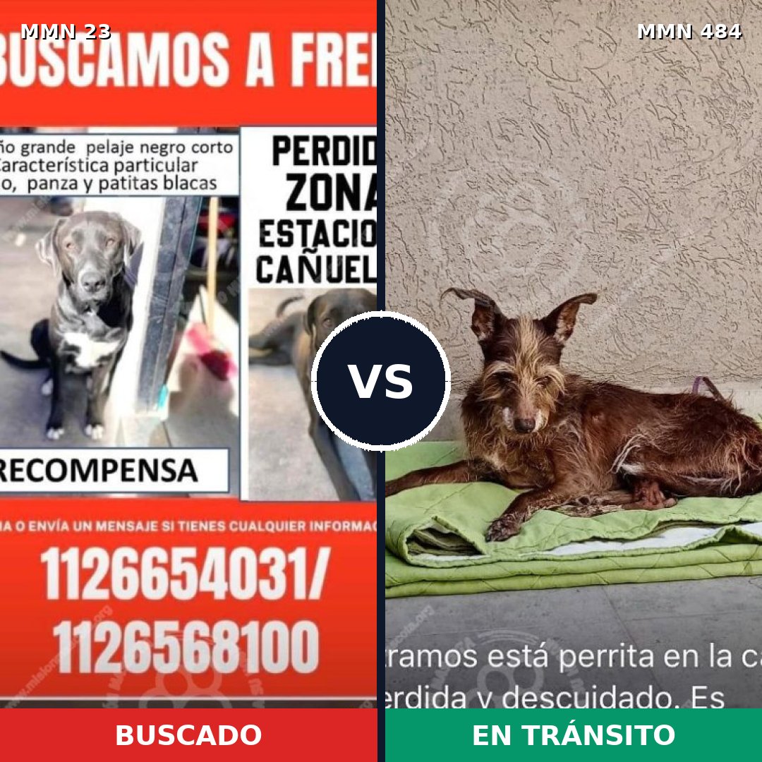 Comparativa MMS 1296: mascota perdida y mascota encontrada, 60% de similitud