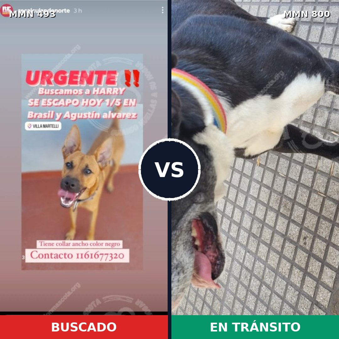 Comparativa MMS 12960: mascota perdida y mascota encontrada, 34% de similitud