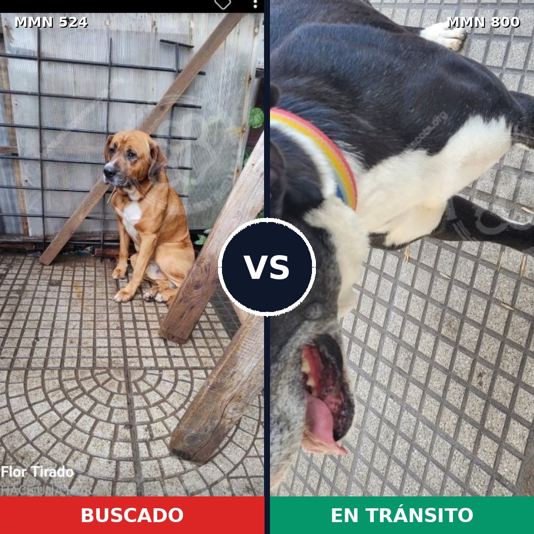 Comparativa MMS 12961: mascota perdida y mascota encontrada, 54% de similitud