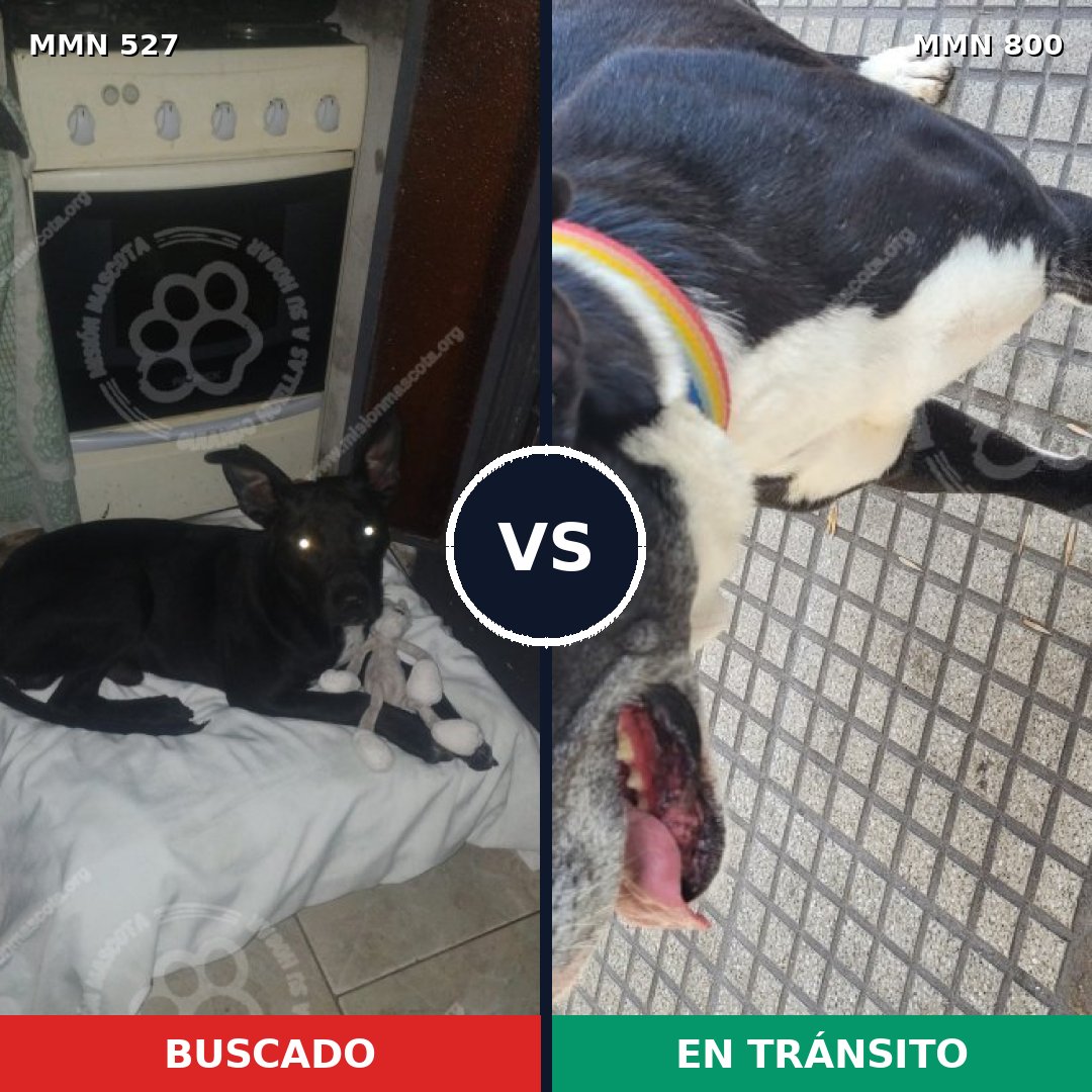 Comparativa MMS 12962: mascota perdida y mascota encontrada, 52% de similitud