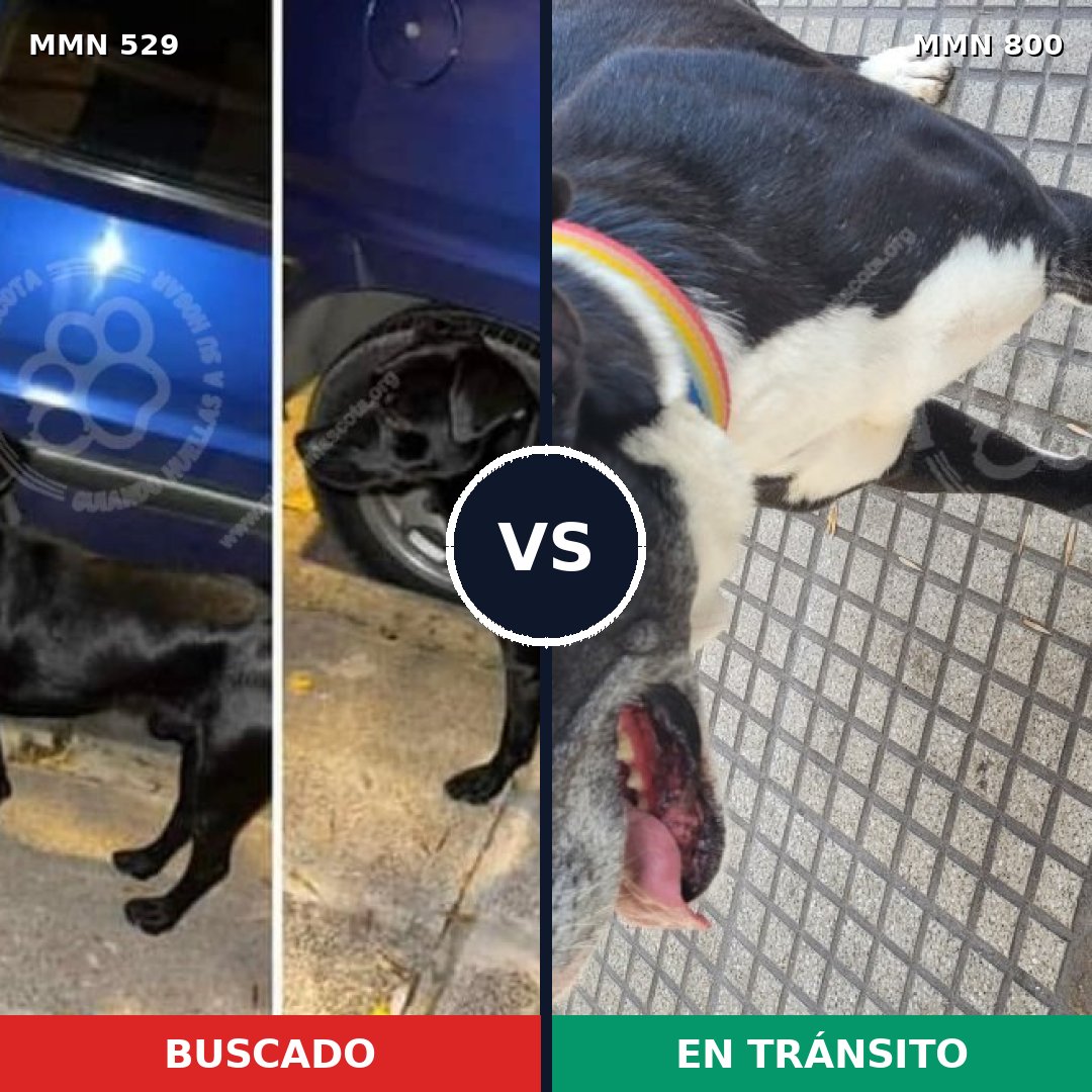 Comparativa MMS 12963: mascota perdida y mascota encontrada, 39% de similitud