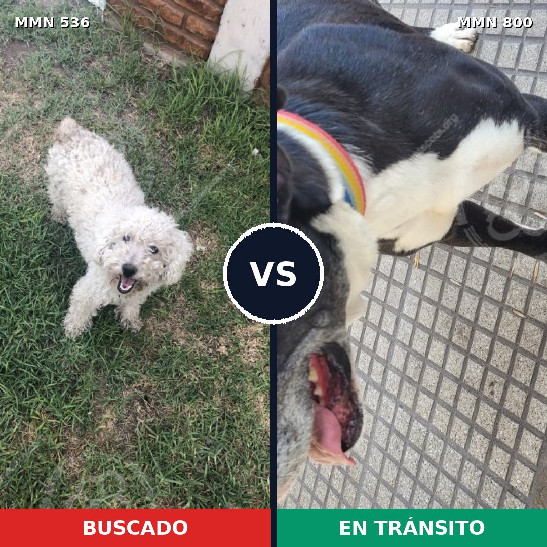Comparativa MMS 12966: mascota perdida y mascota encontrada, 35% de similitud