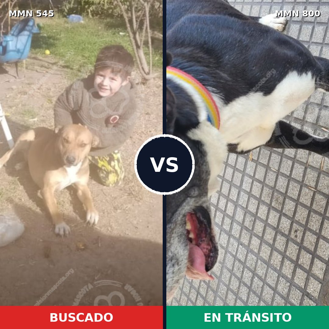 Comparativa MMS 12967: mascota perdida y mascota encontrada, 50% de similitud