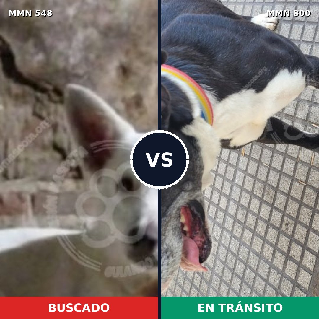 Comparativa MMS 12968: mascota perdida y mascota encontrada, 31% de similitud