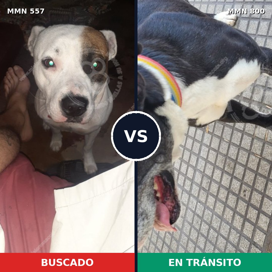 Comparativa MMS 12969: mascota perdida y mascota encontrada, 45% de similitud