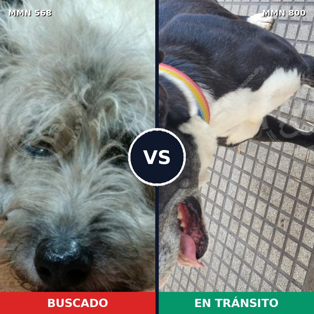 Comparativa MMS 12971: mascota perdida y mascota encontrada, 30% de similitud
