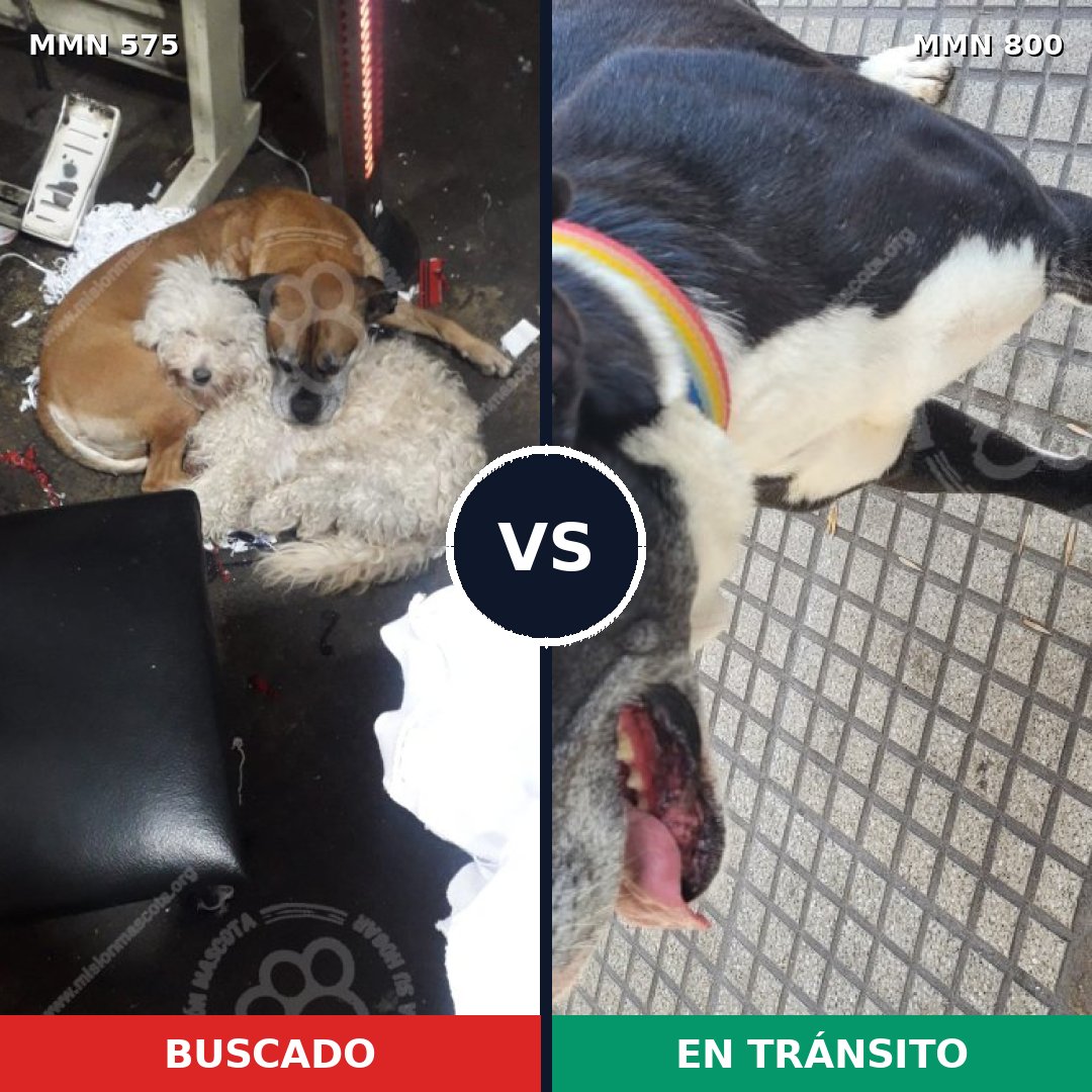 Comparativa MMS 12972: mascota perdida y mascota encontrada, 39% de similitud