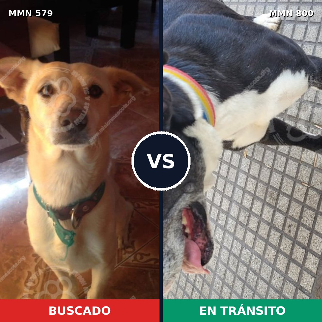 Comparativa MMS 12974: mascota perdida y mascota encontrada, 24% de similitud
