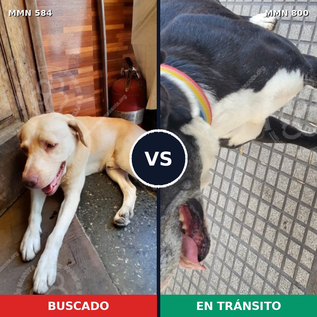 Comparativa MMS 12975: mascota perdida y mascota encontrada, 25% de similitud