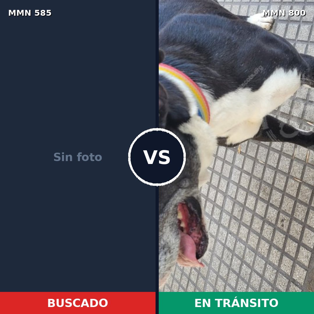 Comparativa MMS 12976: mascota perdida y mascota encontrada, 50% de similitud