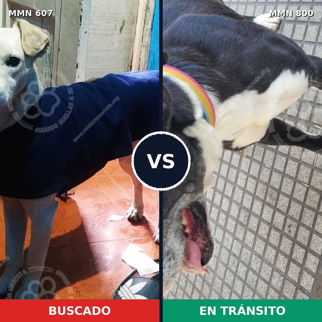 Comparativa MMS 12978: mascota perdida y mascota encontrada, 45% de similitud