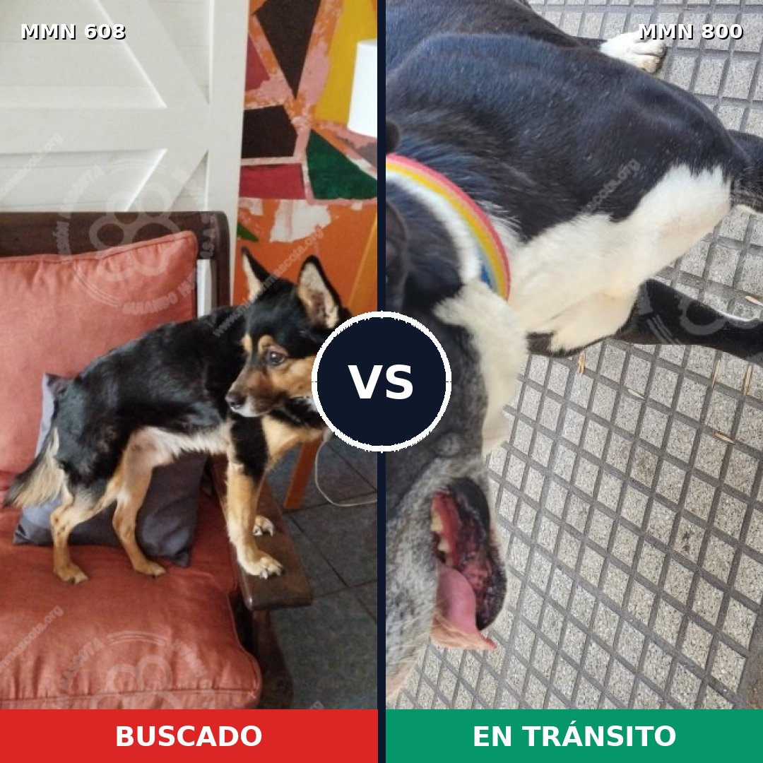 Comparativa MMS 12979: mascota perdida y mascota encontrada, 44% de similitud