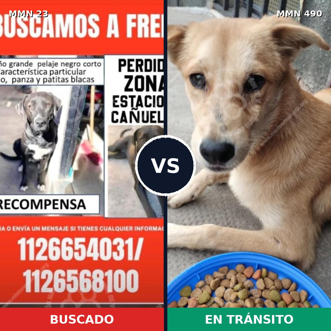 Comparativa MMS 1298: mascota perdida y mascota encontrada, 46% de similitud