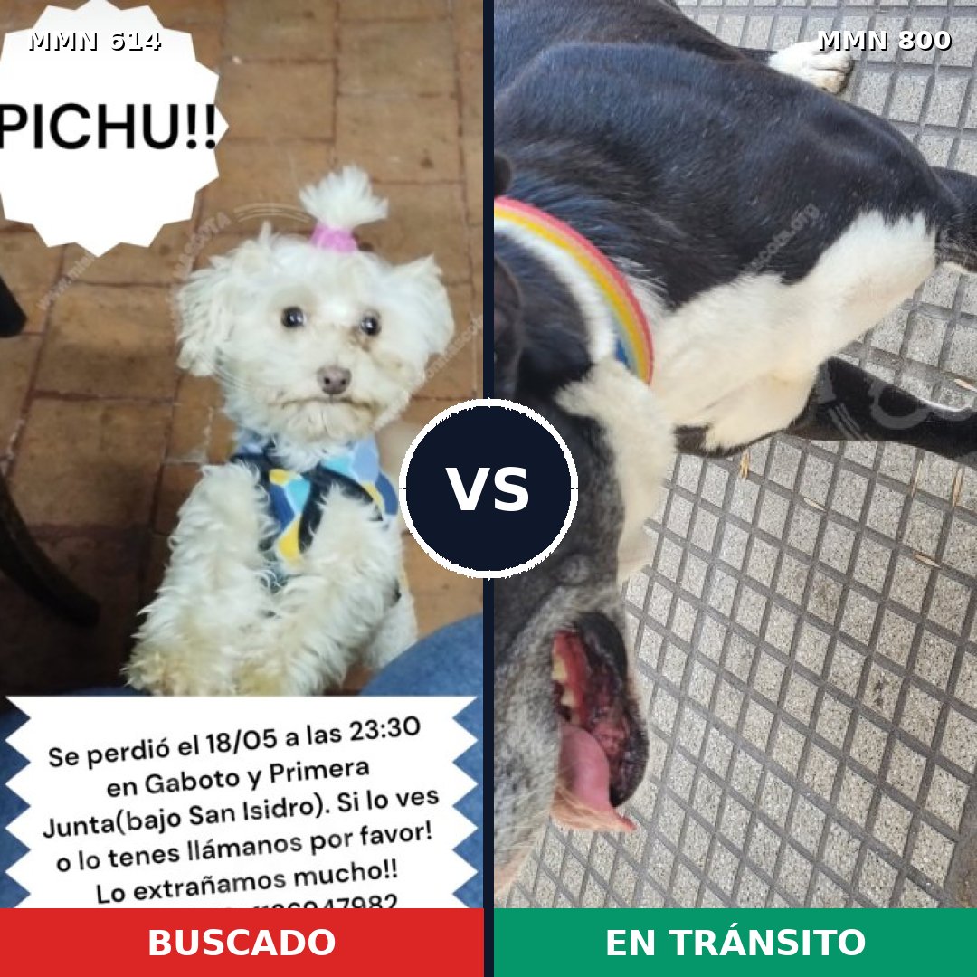 Comparativa MMS 12981: mascota perdida y mascota encontrada, 34% de similitud