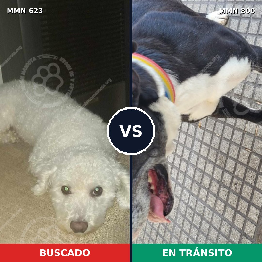 Comparativa MMS 12982: mascota perdida y mascota encontrada, 36% de similitud