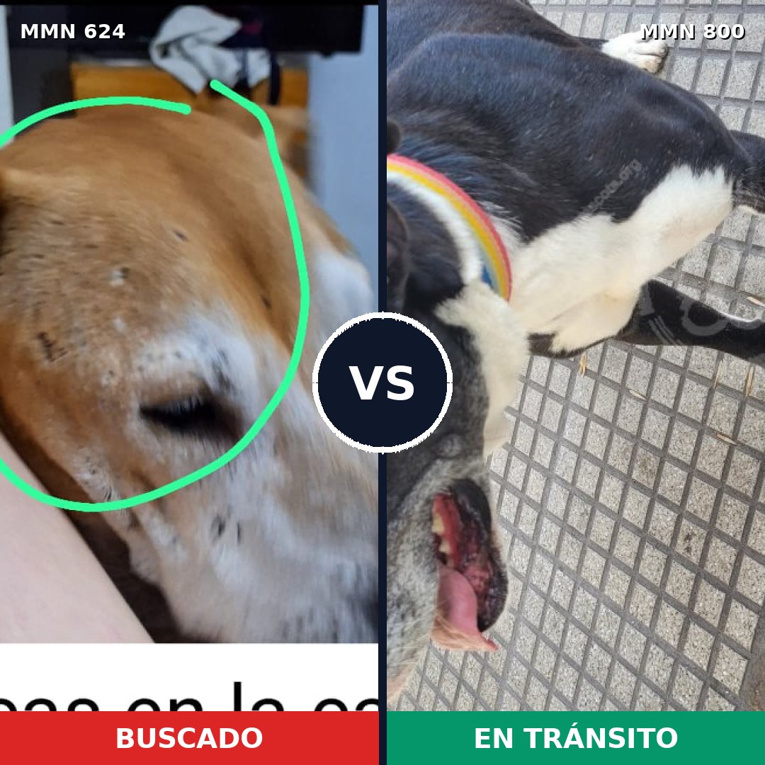 Comparativa MMS 12983: mascota perdida y mascota encontrada, 51% de similitud