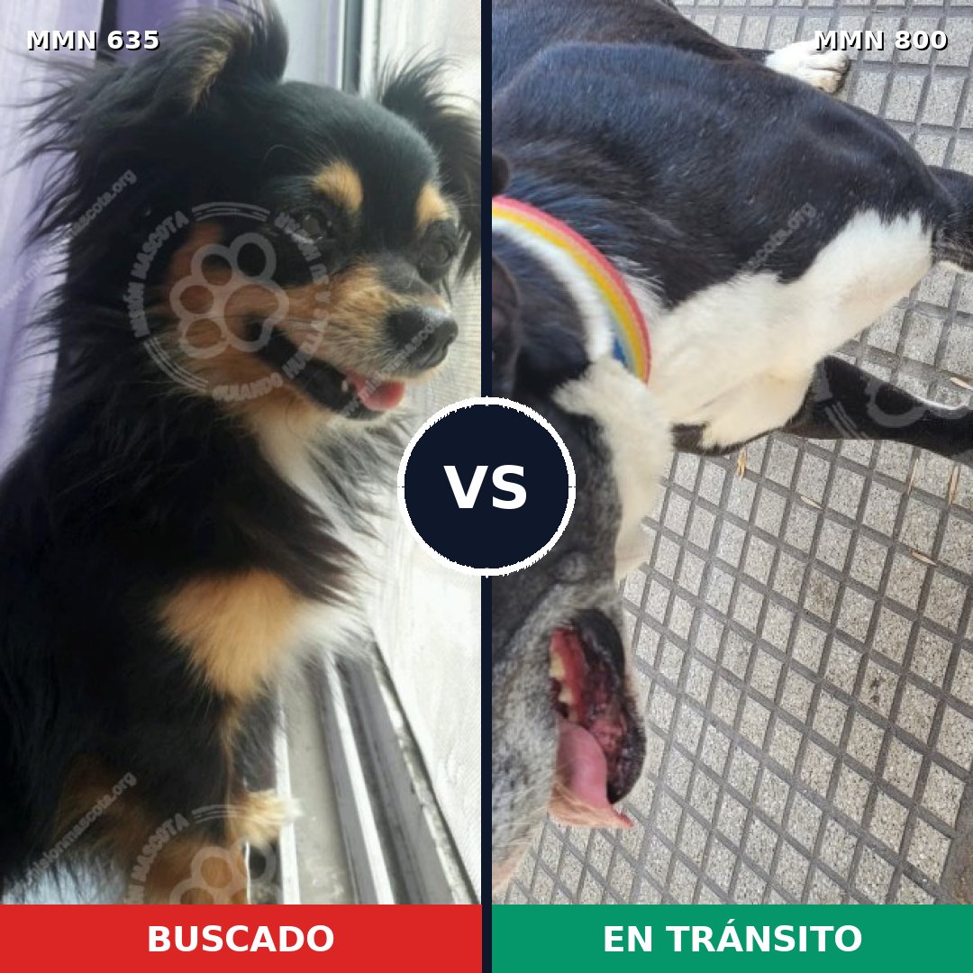 Comparativa MMS 12984: mascota perdida y mascota encontrada, 34% de similitud