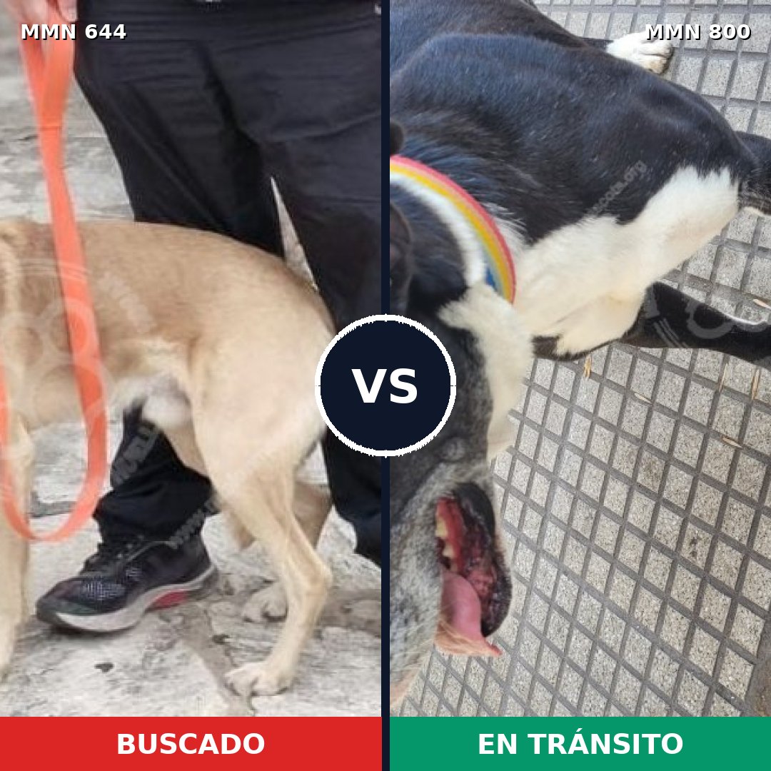 Comparativa MMS 12985: mascota perdida y mascota encontrada, 41% de similitud