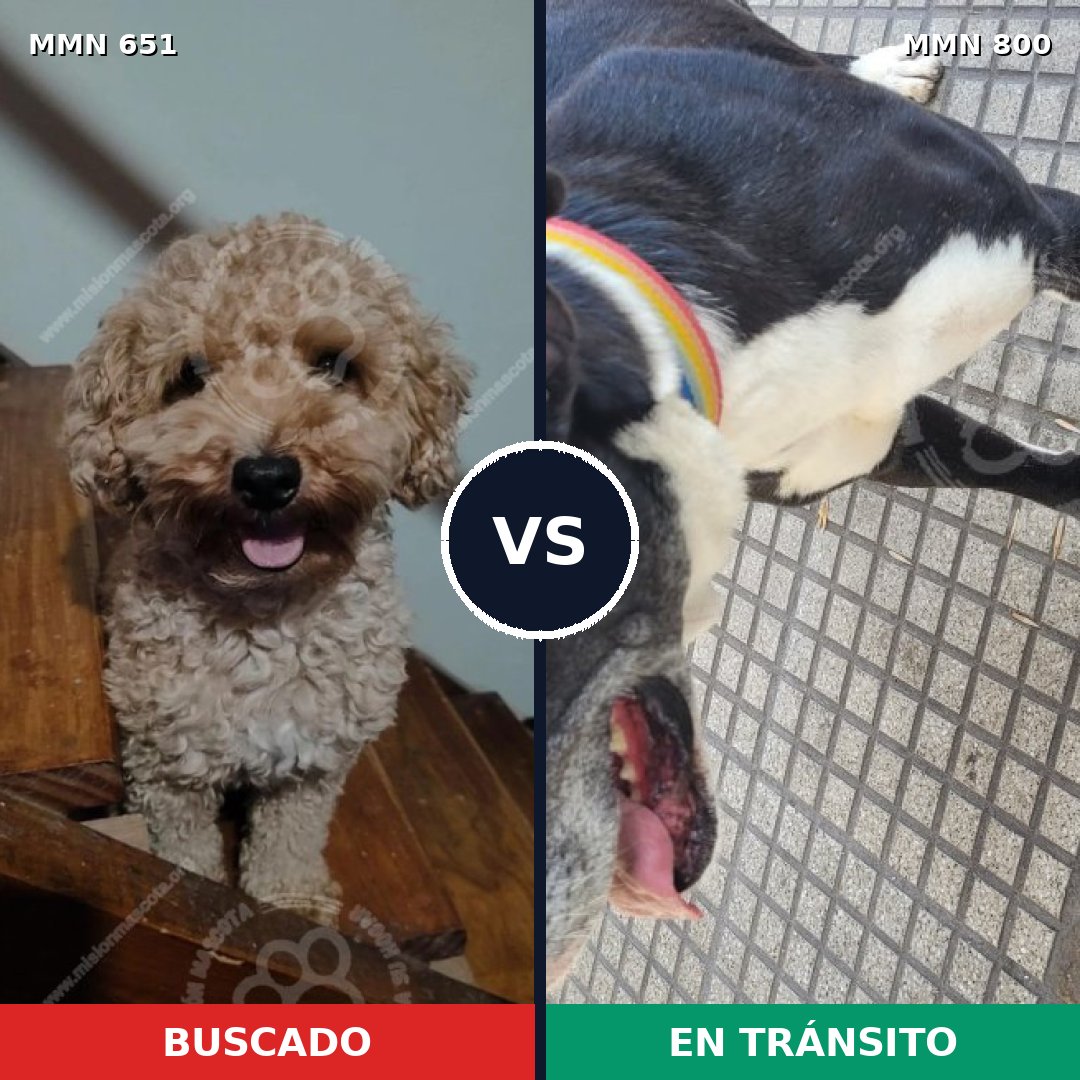 Comparativa MMS 12986: mascota perdida y mascota encontrada, 24% de similitud