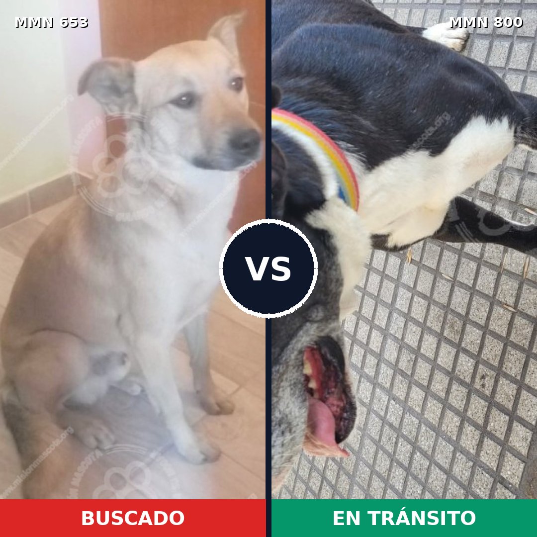 Comparativa MMS 12987: mascota perdida y mascota encontrada, 36% de similitud