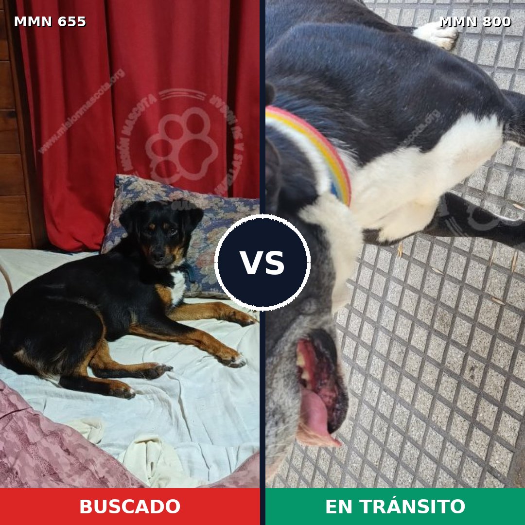 Comparativa MMS 12988: mascota perdida y mascota encontrada, 56% de similitud