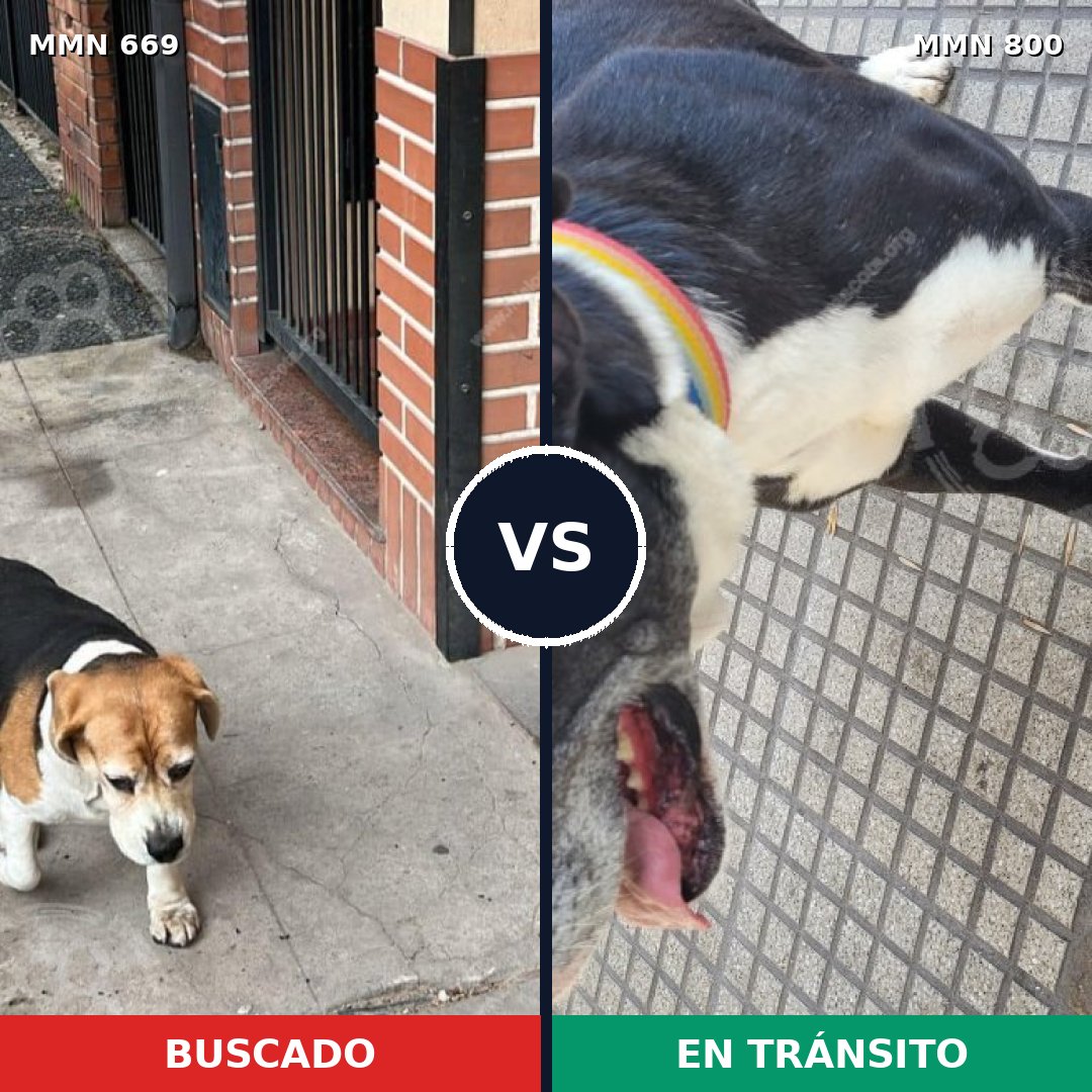 Comparativa MMS 12989: mascota perdida y mascota encontrada, 35% de similitud