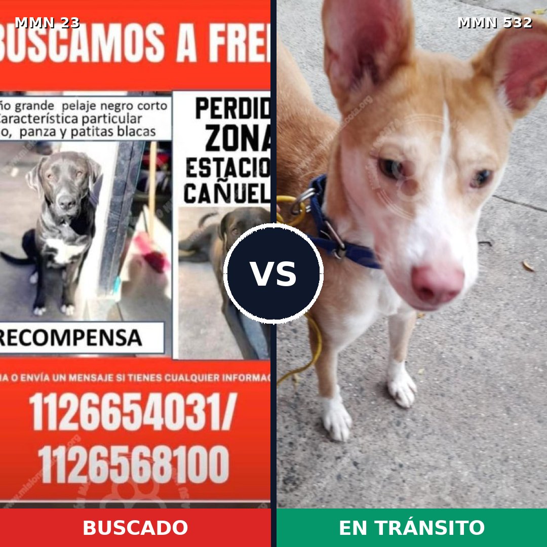 Comparativa MMS 1299: mascota perdida y mascota encontrada, 60% de similitud