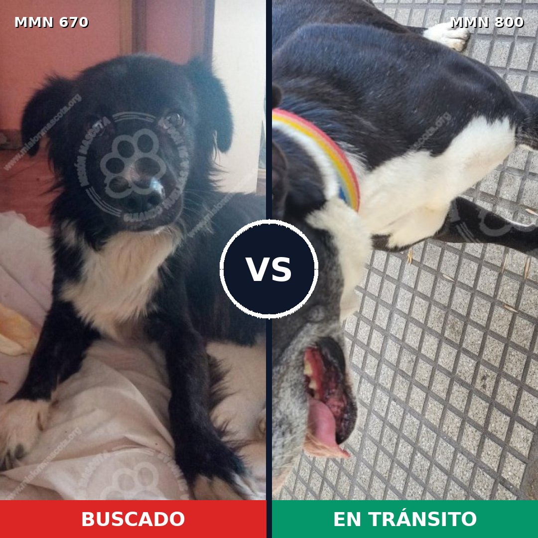 Comparativa MMS 12990: mascota perdida y mascota encontrada, 49% de similitud
